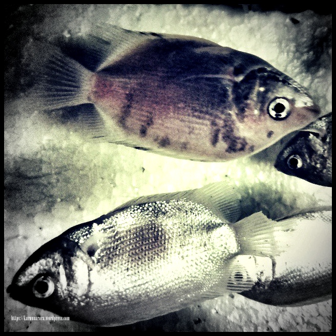 I love FISH :-D